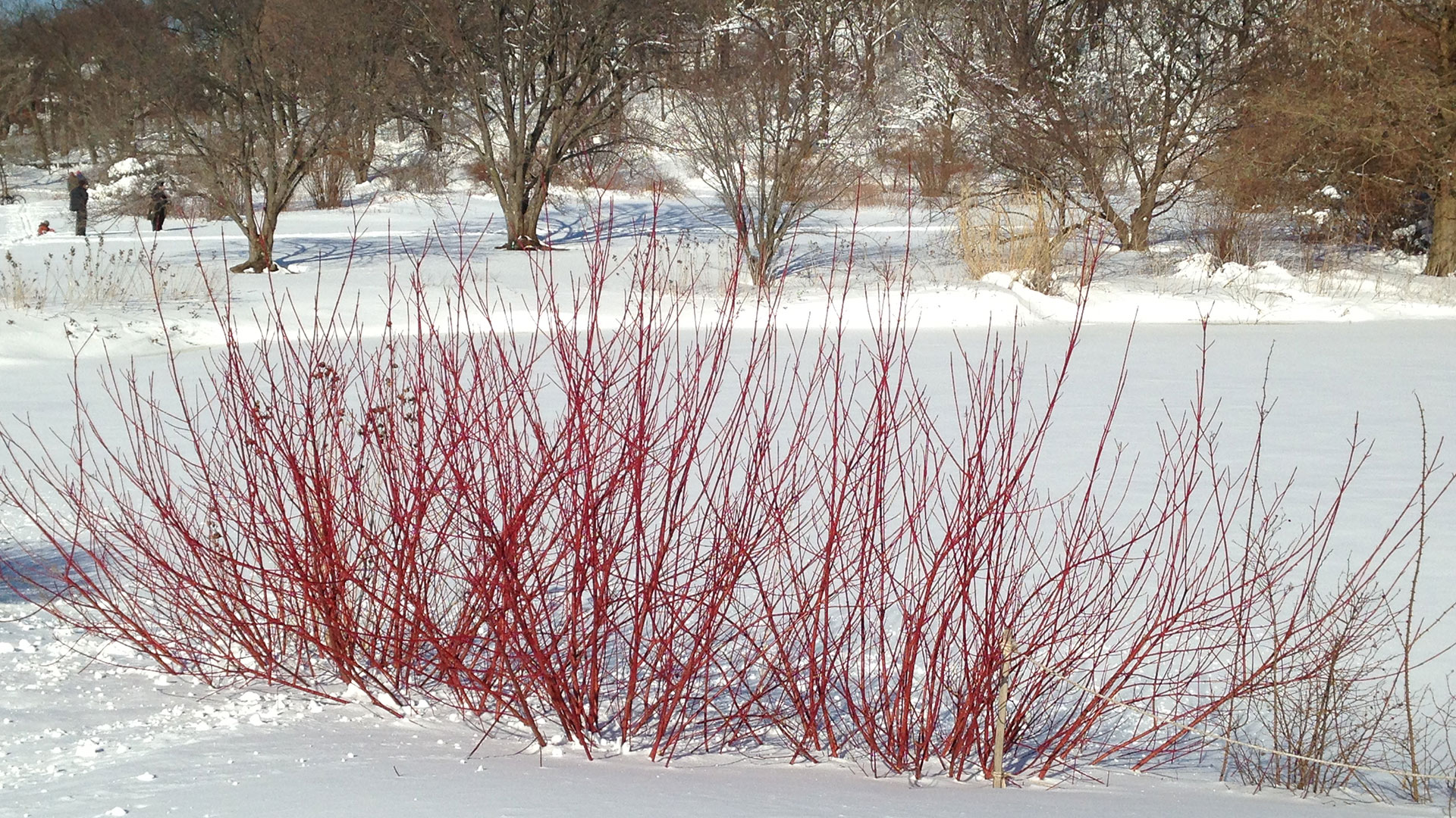 reddogwood