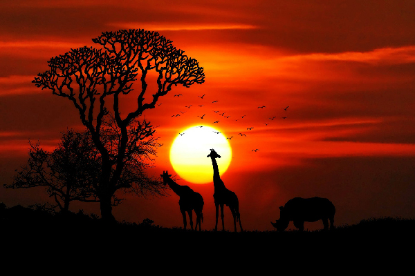 Picture of safari sunset