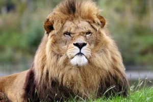 proud fierce lion